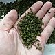 Té de frambuesa hojas de frambuesa en gránulos, de Altai, naturalmente 100%, Grass, Barnaul,  Фото №1