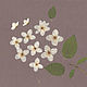 Жасмин сухие цветы плоские гербарий белый, Сухоцветы для творчества, Краснодар,  Фото №1