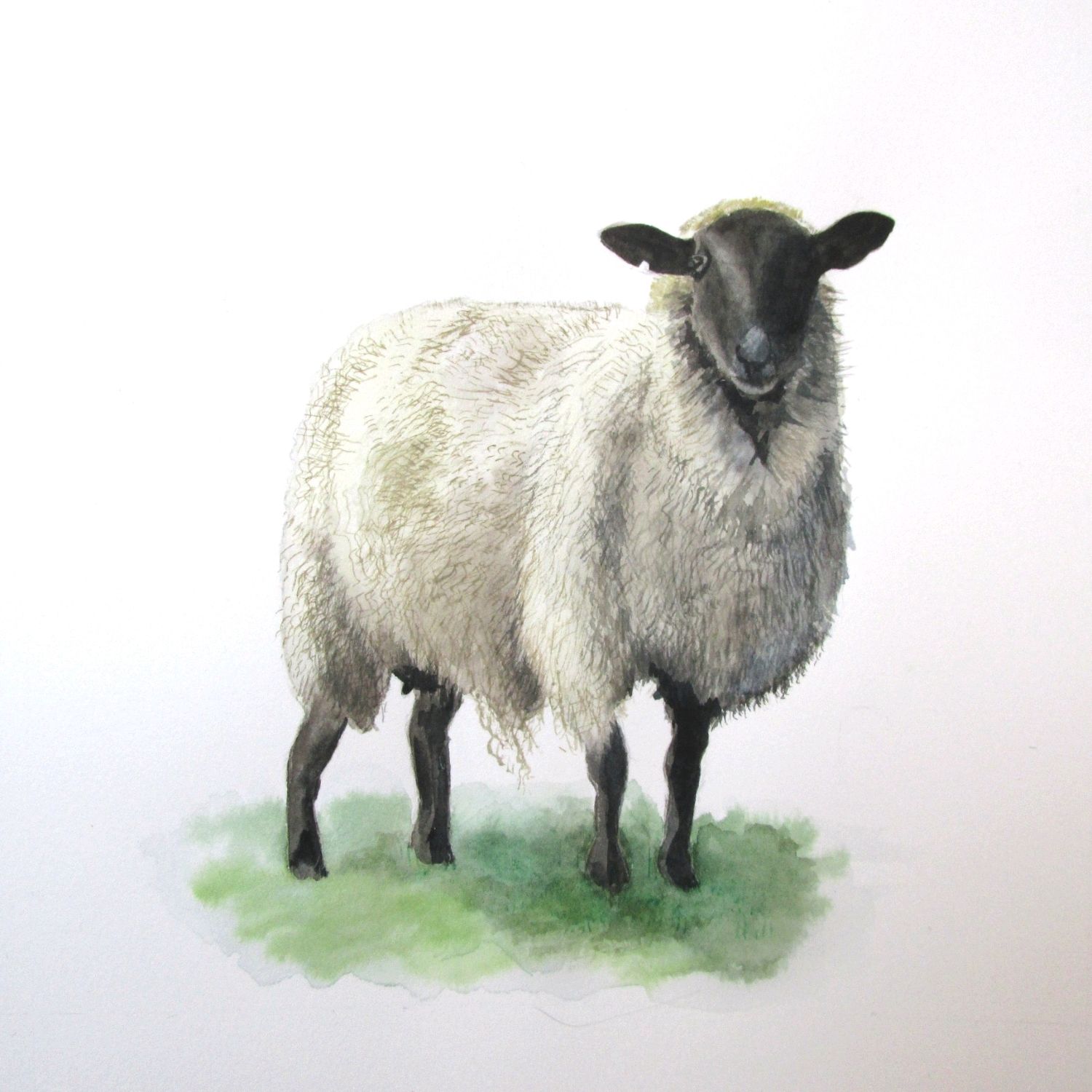 Овца акварель
