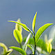 White Tea (Белый чай) CandleScience, Ароматизаторы, Самара,  Фото №1