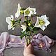 Морозник. Зимовник. Helleborus. Полимерная глина (холодный фарфор). Букеты. Lovely flower. Ярмарка Мастеров.  Фото №12