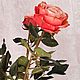 Розы "Кахала" из холодного фарфора. Цветы. Ирина Раншакова (ranshakova). Ярмарка Мастеров.  Фото №12