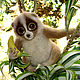 Лемур Лори – лори валяный из шерсти (Lemur Loris). Войлочная игрушка. Шерстяной Зоопарк Наталья Львова. Ярмарка Мастеров.  Фото №11