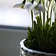 Композиция из подснежников. Цветы. Flower garden. Интернет-магазин Ярмарка Мастеров.  Фото №2