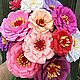 цинии из бумаги, бумажные цветы, Букеты, Горно-Алтайск,  Фото №1
