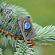 Silver Bird on a Branch pendant, blue chalcedony. Pendant. dikoobraz. Online shopping on My Livemaster.  Фото №2