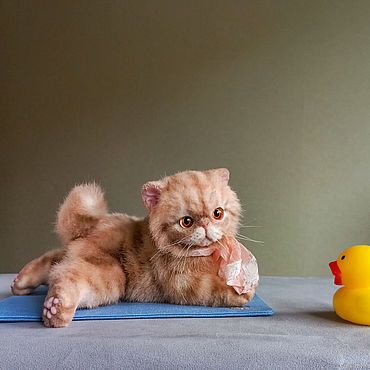 Куклы и игрушки ручной работы. Ярмарка Мастеров - ручная работа Маленький котенок экзот. Мягкая игрушка котенок.. Handmade.