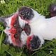 Полуреалистичный котенок-чертенок. Мягкие игрушки. Harley's Fluffies. Интернет-магазин Ярмарка Мастеров.  Фото №2