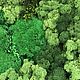 Fotokartin of different types of moss. Fitokartins. Антонина Литовкина - Озеленение (Планета Флористики). My Livemaster. Фото №5