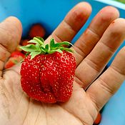 Цветы и флористика handmade. Livemaster - original item Strawberries, victoria, strawberries, raspberries, blackberries - seeds and seedlings. Handmade.