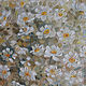 Oil painting 'Chamomile cloud' 40h50 cm. Pictures. kartinanatali. Online shopping on My Livemaster.  Фото №2