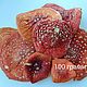 Мухомор красный 100 г, Карточные игры, Мирный,  Фото №1