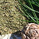  Измельченная хвоя кедра Сибирского, Травы, Горно-Алтайск,  Фото №1