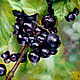 Paintings: black currant, Pictures, Voronezh,  Фото №1