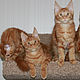 Настенная полка-лежанка для кошек и собачек. Лежанки. Елена (cat-fold). Интернет-магазин Ярмарка Мастеров.  Фото №2