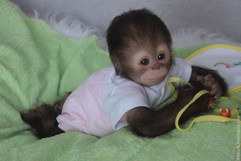 Сколько стоит обезьянка в рублях