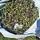 Tincture of motherwort, Plants, Barnaul,  Фото №1