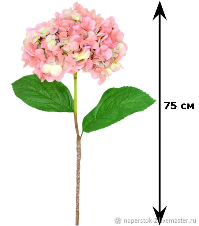 На фотографиях соцветия двух растений гортензии крупнолистной оба растения получены путем