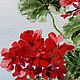 Painting with flowers geranium Bush. Decorated. Pictures. Paint with Love (lotmarket). Online shopping on My Livemaster.  Фото №2