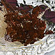 Тысячелистник коричневый (сухоцвет) 11886, Сухоцветы для творчества, Москва,  Фото №1