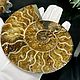 Ammonite is a natural fossil. An unusual gift art 751. Stones. Iz kamnej. My Livemaster. Фото №6