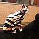 Clothing for cats 'Tiger', Pet clothes, Biisk,  Фото №1