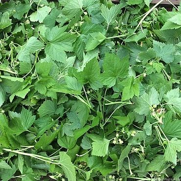 Материалы для творчества ручной работы. Ярмарка Мастеров - ручная работа Чёрная смородина лист. Handmade.