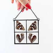 Для дома и интерьера handmade. Livemaster - original item the herbarium in the glass. the herbarium in the frame. Butterfly. Handmade.