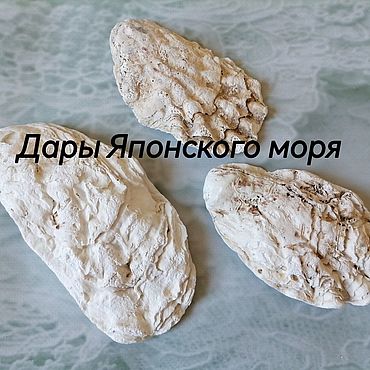 Поделки из морских ракушек | Материнство - беременность, роды, питание, воспитание