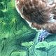 Заказать Картина акварелью Курица. Картины маслом, акварелью, пастелью (evalisart). Ярмарка Мастеров. . Картины Фото №3