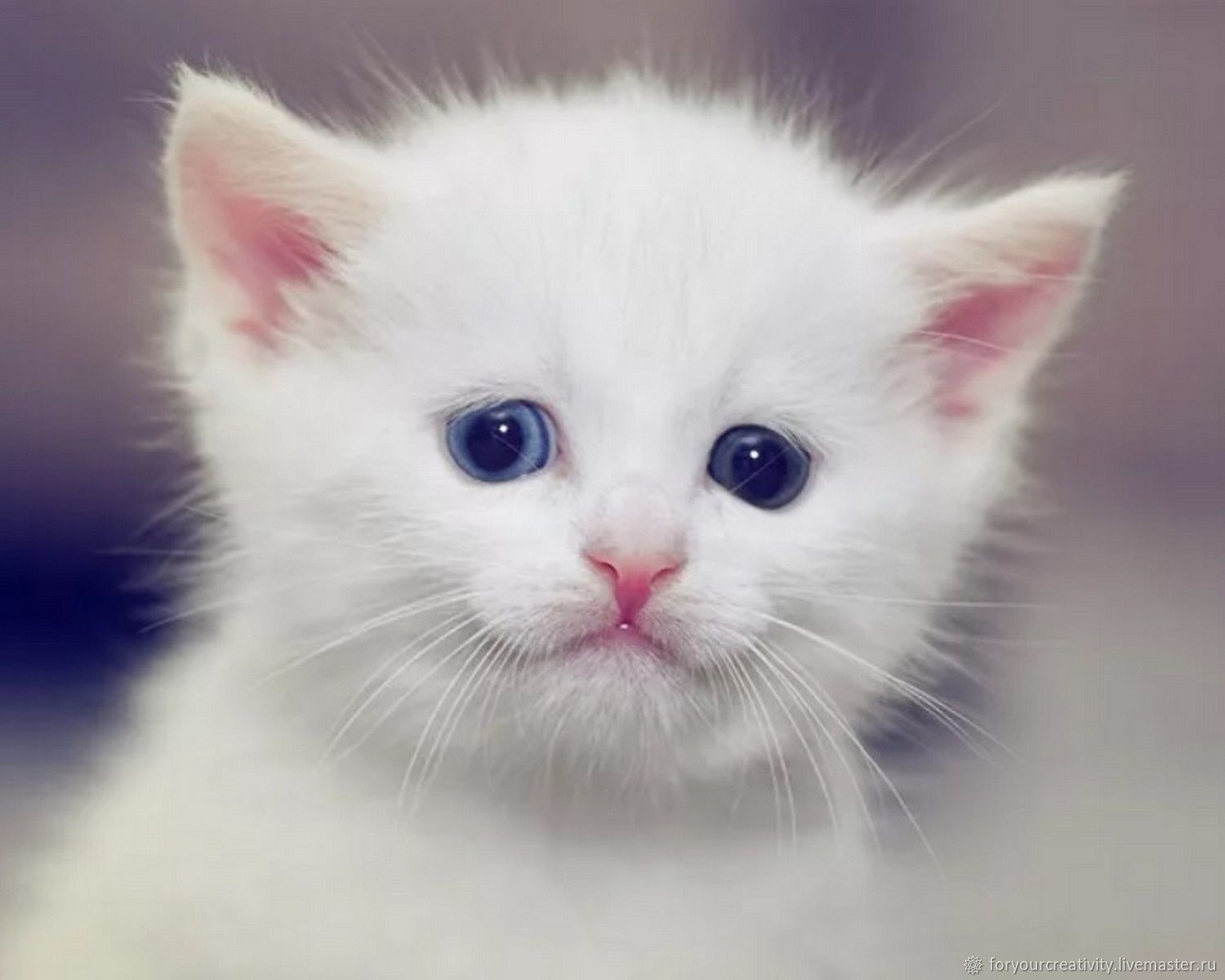 Белый котенок милый с зелеными глазами