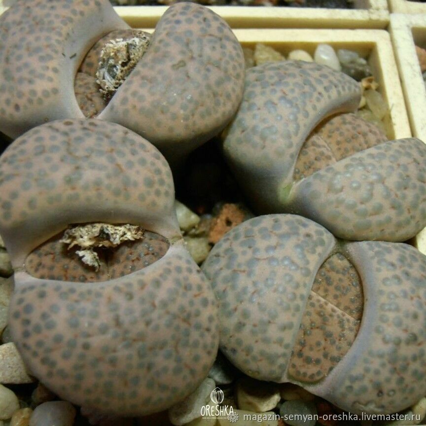 Суккулент Литопс Lithops fulviceps lydiae C-219 семена 10 ШТ купить в ...