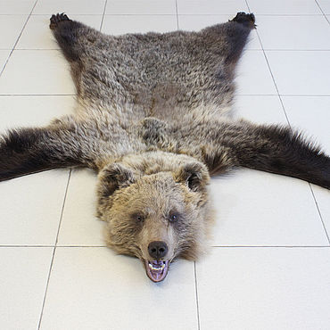 Купить Ковер из шкуры медведя см (на стеганой подкладке) за ₽ в Москве — 