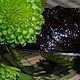 Эвкалиптовое натуральное бельди с нуля. Мыло. Семейная мыловарня Каменевых (fskk). Ярмарка Мастеров.  Фото №4