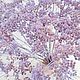 Тысячелистник сухоцвет, Цветы сухие и стабилизированные, Тюмень,  Фото №1