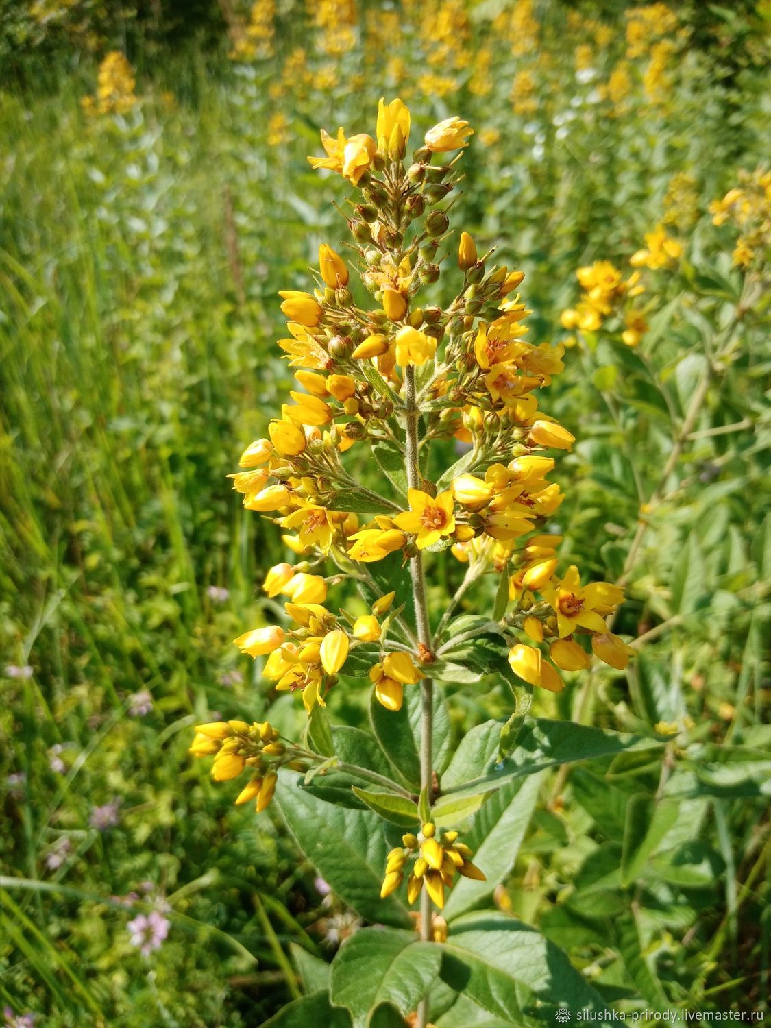 Вербейник обыкновенный. Вербейник точечный (Lysimachia punctata). Вербейник медоносность. Вербейник полевой. Вербейник Даурский.