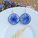 Earrings with cornflowers. Blue earrings with real flowers, Earrings, Moscow,  Фото №1