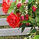 Букет садовых роз с малиной из полимерной глины, холодный фарфор, Букеты, Уфа,  Фото №1