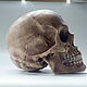 Заказать Анатомический череп современного человека, череп Homo Sapiens. Чё по черепам. Ярмарка Мастеров. . Статуэтки Фото №3