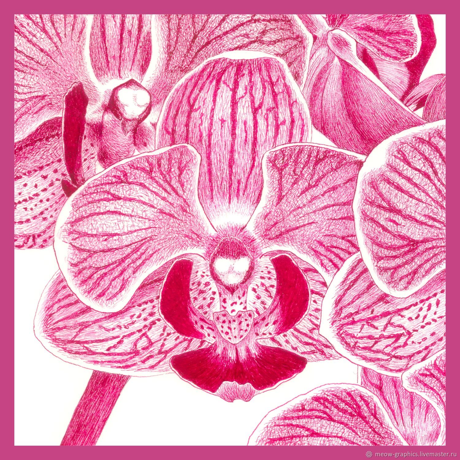 ОРХИДЕЯ ФАЛЕНОПСИС - рисунок перьевой ручкой в интернет-магазине ...