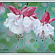 Oil painting'a Fuchsia ballerina'. Pictures. Fine Art for Joy. Online shopping on My Livemaster.  Фото №2