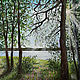 Картины: Озеро Еловое. Летний пейзаж