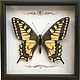 Модель бабочки «Парусник Махаон» (лат. Papilio machaon) 23х23 см, Элементы интерьера, Санкт-Петербург,  Фото №1
