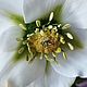 Морозник. Зимовник. Helleborus. Полимерная глина (холодный фарфор). Букеты. Lovely flower. Ярмарка Мастеров.  Фото №5