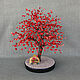 Red coral tree 'Purse of happiness', Trees, Maikop,  Фото №1