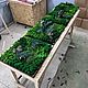 Панно из мха с растениями 40*40см. Фитокартины. Green.Box. Ярмарка Мастеров.  Фото №4