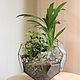 The Floriana plants. The Floriana ball ficus. Plants. Glass Flowers. My Livemaster. Фото №4