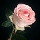Роза из холодного фарфора, Цветы, Курск,  Фото №1
