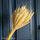 Пшеница злаки отбеленные. Цветы сухие и стабилизированные. b.g.shishki - сухоцветы и природный декор. Ярмарка Мастеров.  Фото №5