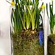 Первоцветы в Цилиндре 25см Весеники на 8 марта. Подарки на 8 марта. DARK FLORIST Флористика Декор ЦВЕТЫ. Ярмарка Мастеров.  Фото №5